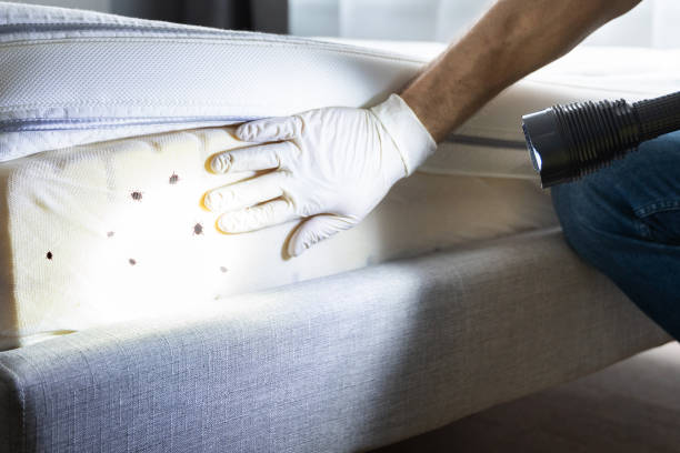 Best Flea Control Services  in Odem, TX
