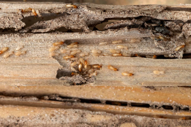 Reliable Odem, TX Pest Control Solutions
