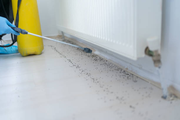 Best Wasp Removal Services  in Odem, TX